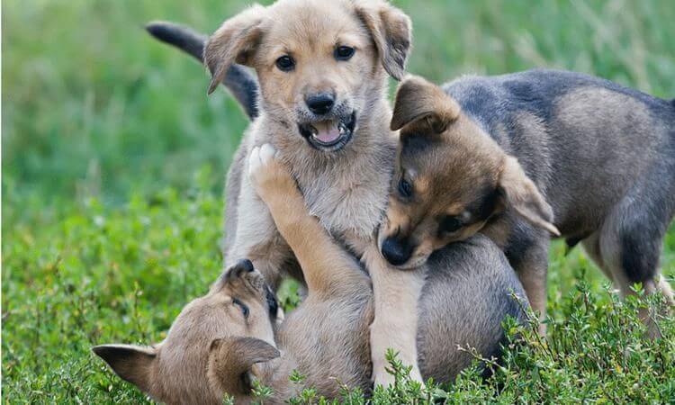 Why do puppies hump, and how to stop it？