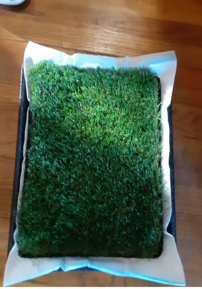 Artificial Grass Potty for Dogs