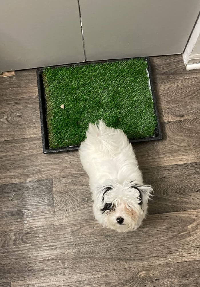 ARTIFICIAL GRASS POTTY FOR DOGS